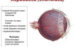 Сосуды глаз — функции, заболевания, причины, симптомы, лечение