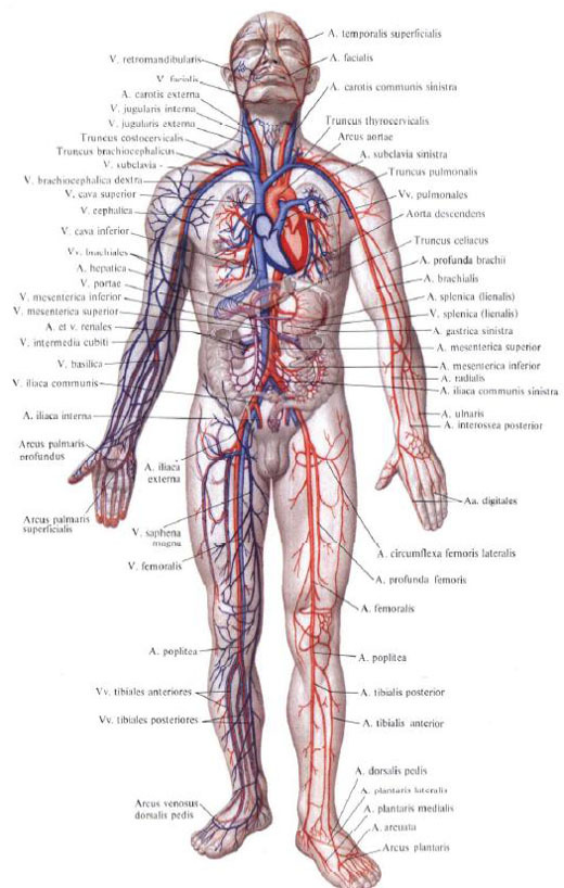 Строение вены, анатомия вены, особенности, функции, кровообращение