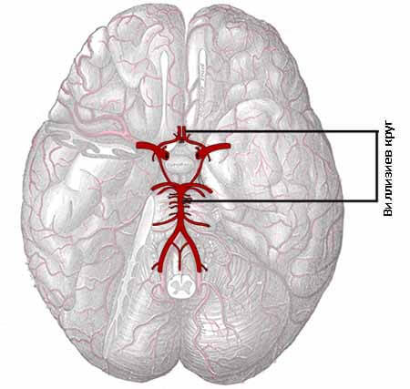 Артерии круг головного мозга. Сосуды головного мозга Виллизиев круг. Виллизиев артериальный круг. Артериальный Виллизиев круг большого мозга. Кровоснабжение головы Виллизиев круг.