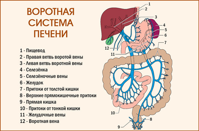 Особенности системы воротной вены - функции, заболевания