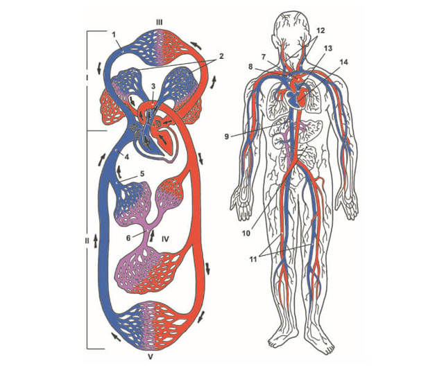 Строение вены, анатомия вены, особенности, функции, кровообращение