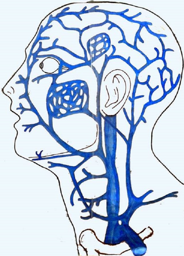 Вены головы и шеи: анатомия головы, функции и строение вен