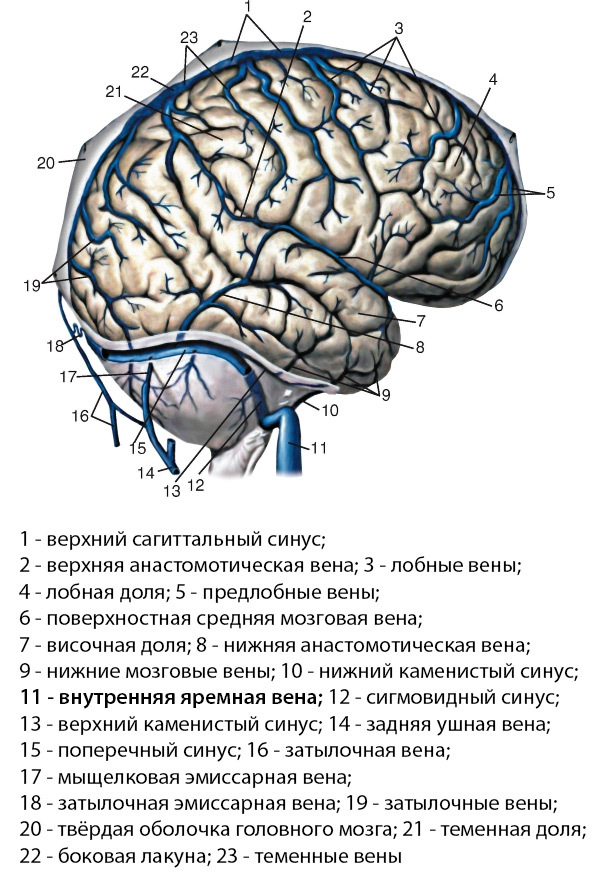 Верхние вены мозга. Яремная Вена головного мозга анатомия. Поверхностные мозговые вены анатомия. Вены твердой оболочки головного мозга.