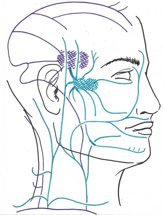 Вены головы и шеи: анатомия головы, функции и строение вен